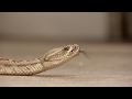 Professor studies how snake venom could fight cancer