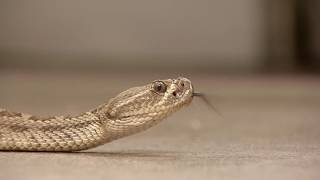 Professor studies how snake venom could fight cancer