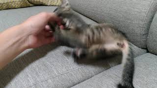 保護猫が元気になりました。