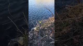 Рибалка на Житомирщині: у Коростені добре клює карась