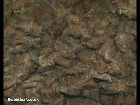 Kruzleone Bill It vid