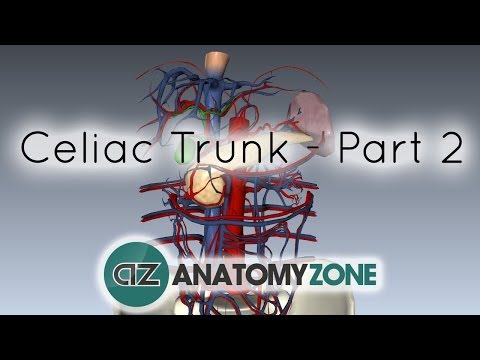 Celiac Artery/Trunk - Part 2 - Anatomy Tutorial