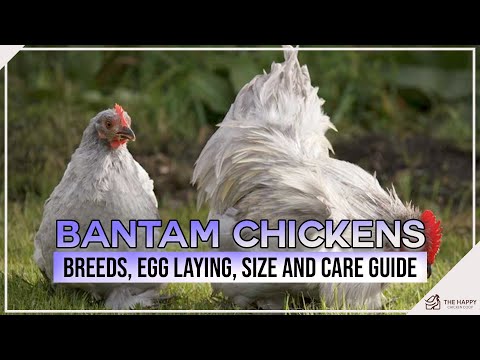 Bantam Chickens Breeds, Egg Laying, Size and Care Guide