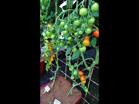 , title : 'Tomaten in een pot,  het geheim voor een groote oogst.'