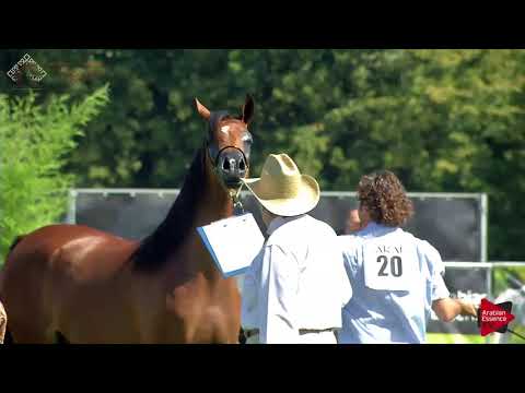 N.20 MM SABEA - Chantilly 2018 AHO Breeders' Championship - Yearling Fillies (Class 1B)