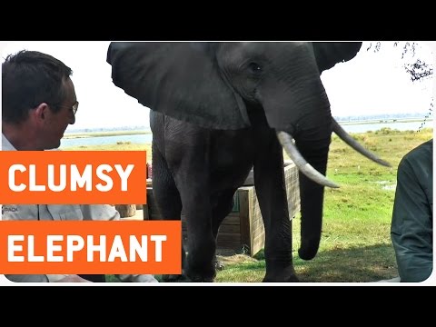 Zimbabwe Bull Elephant Crashes into Tourists at Mana Pools Video