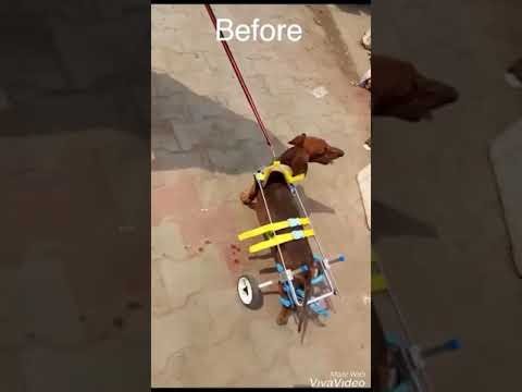 Mintbowl Dog Wheelchairs India Dachshund recovery mob 9969035679