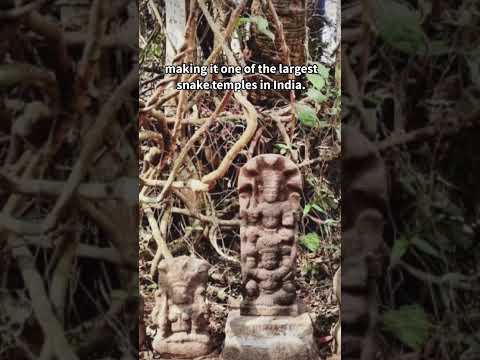 Mannarasala: Kerala’s Unique Temple of Snake Worship#travel #nagarjuna #snake #manarasala #history