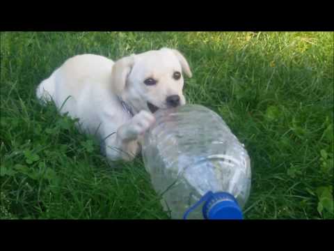 Metis Labrador Si Bidonul De 5 Litri || 1080pHD
