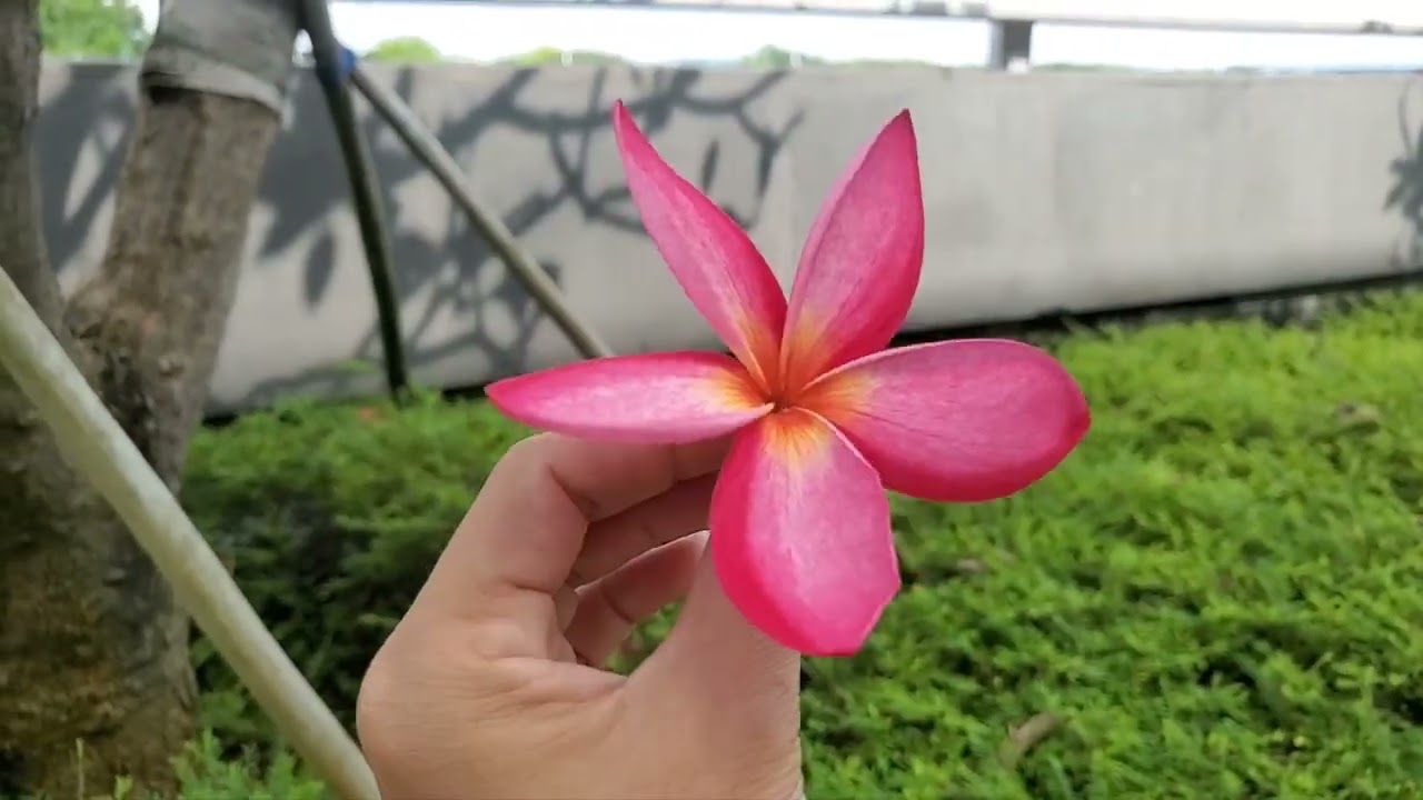 Frangipani /Plumeria rubra,  The best Tropical Flowering Tree / The Balinese Flowers  🌸