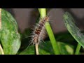 Gypsy moth Caterpillar