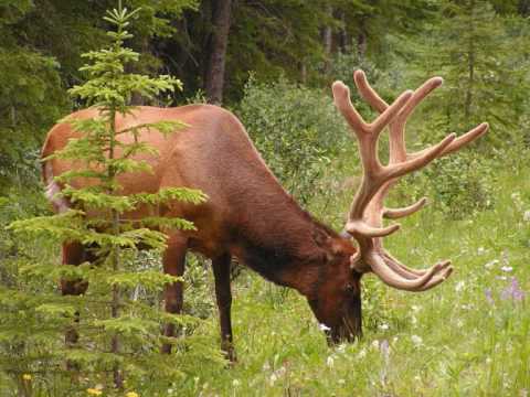 (Sub42Lg)Ein alter Hirsch (2007)