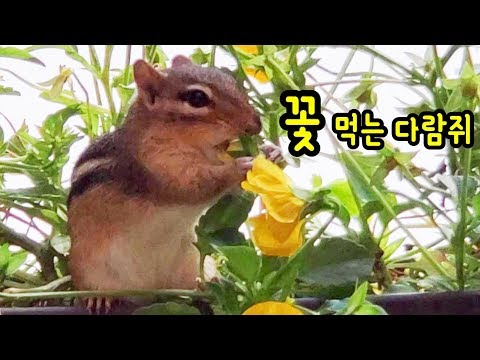 [ENG] 꽃을 사랑해서 먹는 다람쥐 Chipmunk Chucky Loves My Plants Video