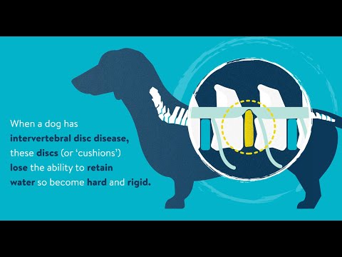 Intervertebral disc disease (IVDD) in dogs and cats - Animation