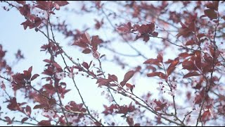 ost Dear Sister Happiness - Che&#39;nelle ( lirik + terjemahan )