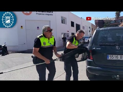 La Policía Local de Málaga capital rescata dos cuervos heridos 