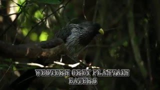 Western Grey Plantain Eaters
