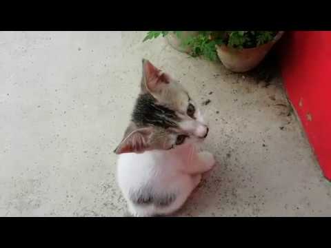 Funny  Baby Cat Video .........