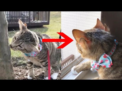 Adorable Rescue Cat Has Four Ears