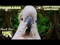Jungle Birbs | Peaceful Tropical Rainforest Sounds for Birds  | Parrot TV for Your Bird Room🌴