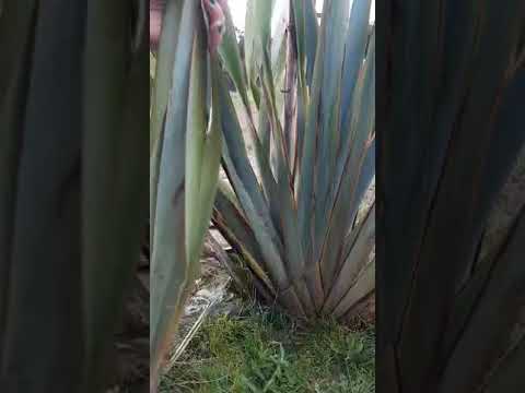 Video: How to cut harakeke by Tracey Brown