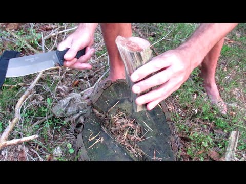 Kienspan finden und ernten