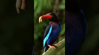 Download lagu fakta burung cangkakak jawa #faktamenarik #faktaunik #shorts mp3