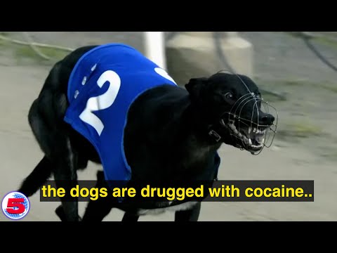 The Last Greyhound Racetrack in America