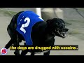 The Last Greyhound Racetrack in America