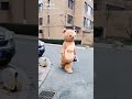 Tik Tok Teddy Bear Status