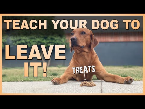 How to Teach Your Dog the Leave it Command.
