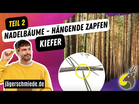 🌲Nadelbäume mit hängenden Zapfen - Kiefer (Teil 2/3)