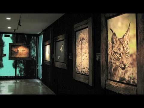La Mirada Salvaje. Fauna ibérica en libertad. Exposición itinerante de Andoni Canela