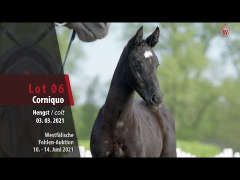 Westfälische Fohlen-Auktion Lot 6 Corniquo Hengst v. Cornet Obolensky - Lux