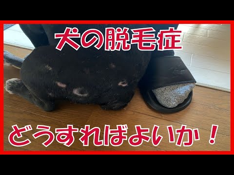 犬の脱毛症 - 原因と治療法