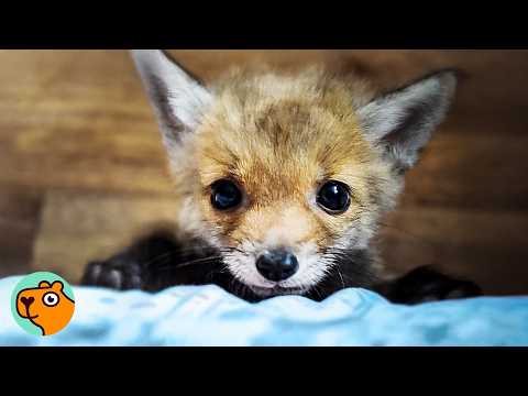 Woman Brings Home a Baby Fox, Now He's Her Best Friend | Cuddle Buddies