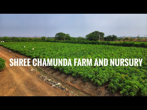 Rajapuri Mango Plants