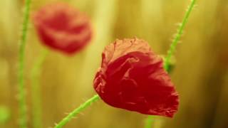 Jesse Cook - Virtue HD 2017 Music Video