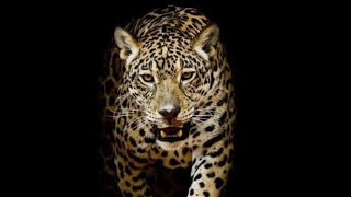 KOZY G &quot;MY HEAD&quot; New African Music Teaser 2019 HD