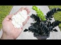 INCREDIBLE Just 1 Scoop Makes Any Plant Explode With Bloom Any Plant