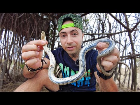 AM PRINS UN SARPE MARE IN CABANA DIN SALBATICIE CE SPECIE E