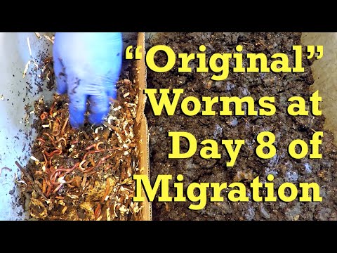Restock 8-day "original" worm bin's horizontal migration feeding zone - vermicompost