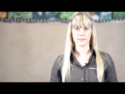 Das Öl aus den Moringa Samen – eines der wertvollsten Öle der Welt