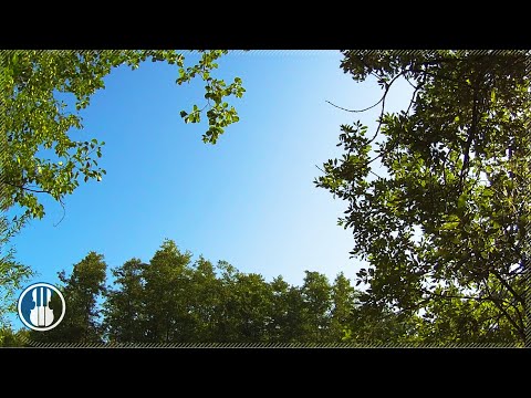 Singvögel und Sommerbrise. 🌿 Morgen im Sommerwald - Naturstille Klänge 30 Minuten