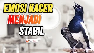 Download lagu TAHAPAN MENCARI EMOSI KACER DENGAN CEPAT mp3