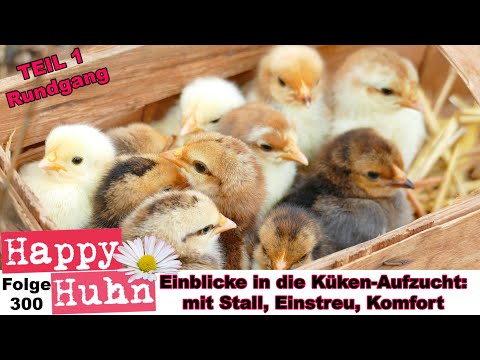 Insights into raising chicks with coop equipment, bedding and feeding HAPPY CHICKEN E300