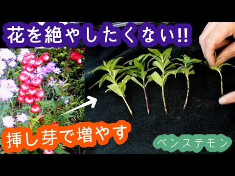 園芸 ペンステモン