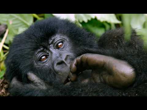 download lagu mp3 mp4 Baby Chimpanzee Images, download lagu Baby Chimpanzee Images gratis, unduh video klip Baby Chimpanzee Images