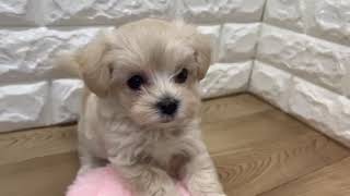 ハーフ犬の動画01