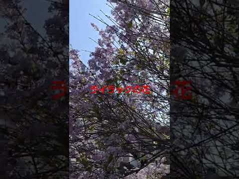 インディアンライラックの種を集める方法は？  庭園